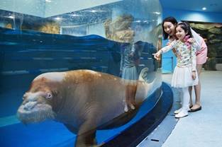 아쿠아플라넷 일산 바다코끼리와 가족/사진=한화호텔앤리조트
