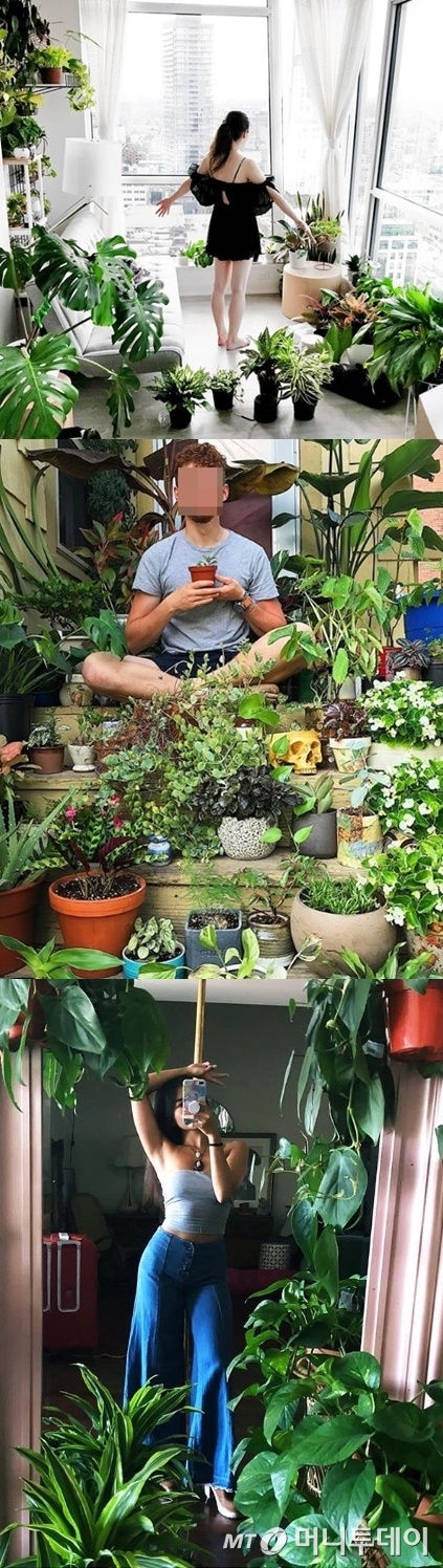 반려식물들로 가득찬 실내 공간/사진=Instagram