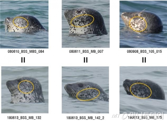2008년(사진 위쪽)과 2018년(아래쪽)에 백령도에 발견된 동일한 개체의 점박이물범 /사진제공=해양수산부