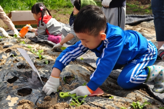 '도농생산 공공급식' 자치구와 산지 지자체가 함께 진행한 어린이 농사체험 모습./사진제공=서울시