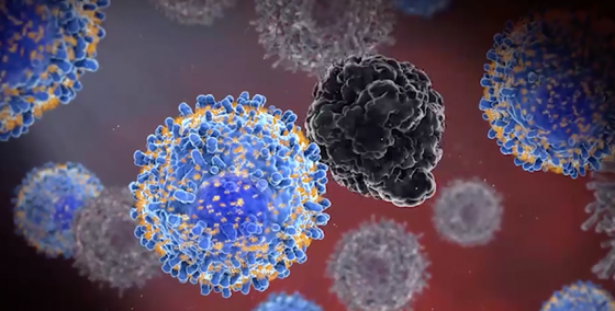 면역항암제 킴리아가 암세포(검은색)를 공격하는 모습. /사진=노바티스 웹사이트