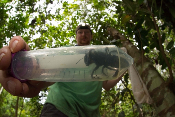 인도네시아 한 섬에서 발견된 월리스 거인 꿀벌. /AFPBBNews=뉴스1