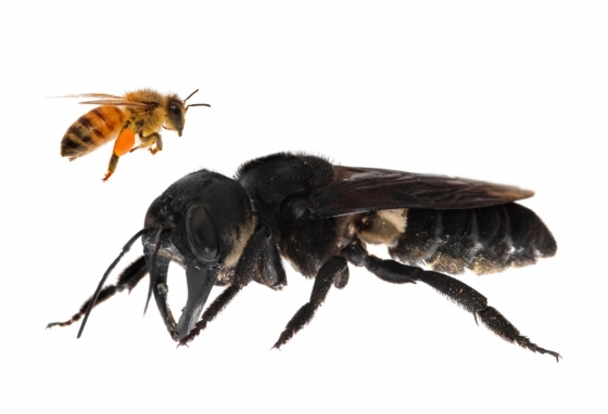 월리스 거인 꿀벌은 몸길이가 최대 4cm에 이른다. /AFPBBNews=뉴스1