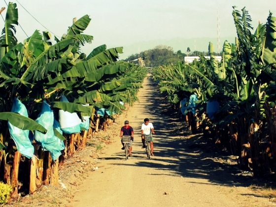 2010년 필리핀 파나보시의 바나나 플랜테이션 농장/사진=위키커먼스