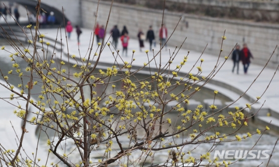 서울 낮 최고기온이 14도를 기록하는 등 포근한 날씨를 보인 18일 오후 서울 청계천에 산수유가 피어있다./사진=뉴시스