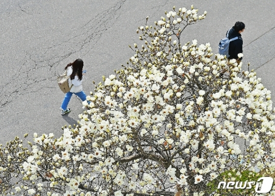 [사진] 캠퍼스 봄소식