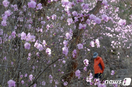 1일 경남 거창군 거창읍 건흥산을 찾은 등산객들이 활짝 피어난 진달래꽃을 보며 산행을 하고 있다./사진제공=거창군