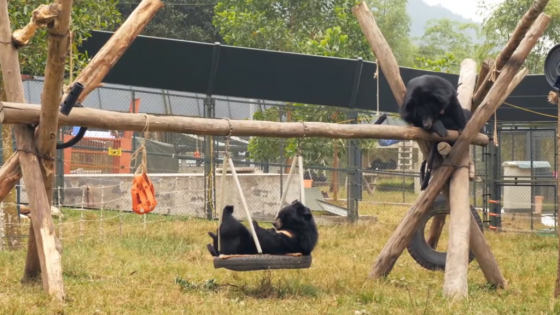 베트남 탐다오 생츄어리(보호시설)에서 구출된 곰들이 편히 휴식하는 모습. /사진=AAF 유투브 영상 캡처