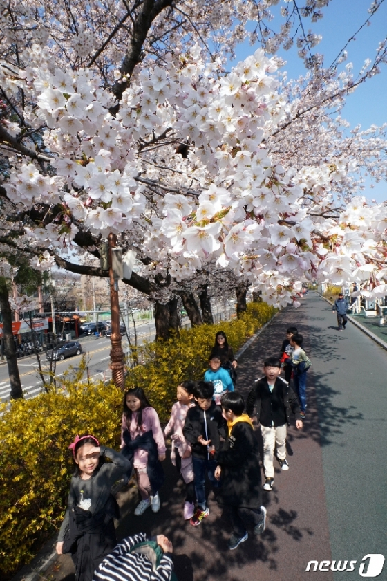 [사진] 봄꽃 화사하게 핀 동대문구 장안벚꽃로