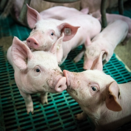 돼지열병 확산…돈육 vs 육계株 누가 수혜볼까