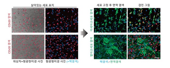 미세아교세포 특이적인 형광물, CDr20의 동정 및 확인<br><br>연구진은 살아있는 일차배양 뇌세포에 염색된 CDr20의 사진을 찍은 뒤, 미세아교세포에 특이적인 면역염색 결과와 대조했다. 그 결과, CDr20이 미세아교세포만을 특이적으로 염색함을 확인했다/자료=IBS