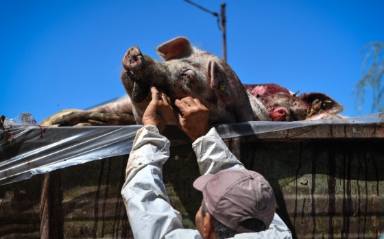 중국 내 아프리카돼지열병 확산으로 브라질산 돼지고기 수출이 급증세를 나타내고 있는 가운데, 브라질은 중국에 유전자변형식품(GMO)에 대한 빗장을 풀어달라고 요구했다. /사진=AFP