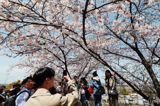 지난 4월7일 오후 서울 여의도 윤중로 일대에서 진행중인 벚꽃축제를 찾은 시민들이 완연한 봄날씨를 즐기고 있다. 사진은 기사 내용과 관련 없음./사진=이동훈 기자