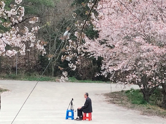 박일환 전 대법관(68)이 만발한 벚꽃나무 아래서 영상을 촬영하고 있다. 단정히 차려입은 노신사 위로 흩날리는 벚꽃이 낭만적이다. /사진제공=박일환 전 대법관