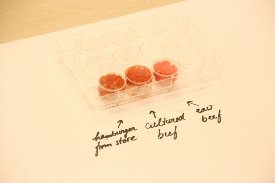 2013년 네덜란드 마스트리흐트대학의 마크 포스트 교수가 최초로 소 배양육을 만들었다. 실제 시판되는 햄버거 패티와 생 소고기, 배양육을 나란히 놓고 비교하는 모습. /사진=AFP