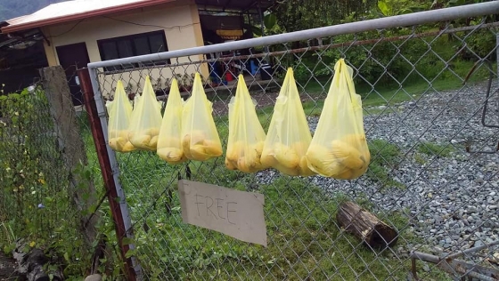 절반 이하로 떨어진 망고 가격에 필리핀 루손의 일부 농민들은 공짜로 망고를 나눠주고 있다. /사진=DWRS Commando Radio Global 페이스북 <br>
 