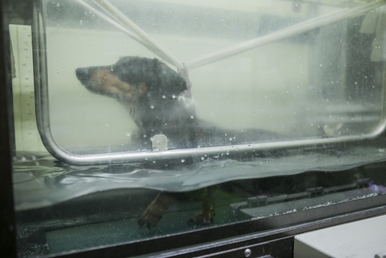 로얄동물메디컬센터 재활특화센터에서 개가 수중런닝머신을 이용해 재활훈련을 하고 있다./사진=로얄동물메디컬센터 