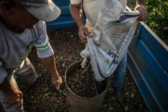 브라질 농부들이 농장에서 커피콩을 수확하고 있다. /사진=블룸버그