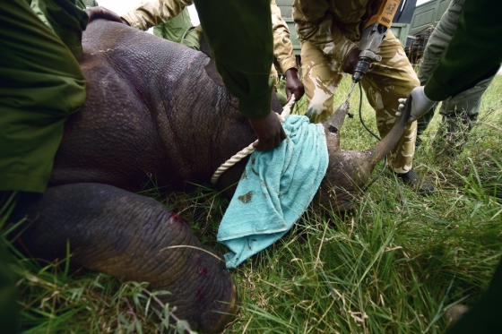 케냐야생동물보호당국(KWS)가 검은코뿔소의 뿔에 전파위치탐지기를 심고 있다. /사진=AFP