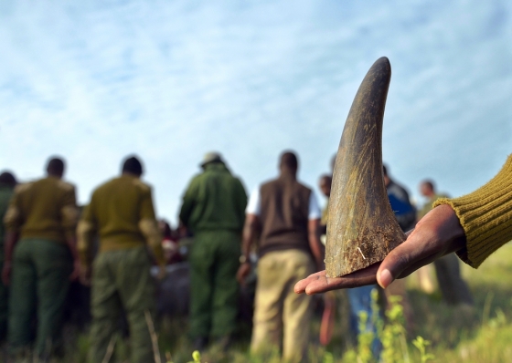 검은코뿔소의 뿔. /사진=AFP