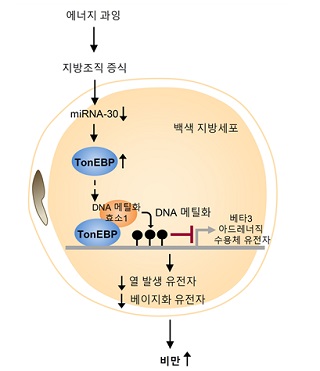톤이비피 단백질에 의한 비만 촉진 기작. <br><br>⑴ 에너지 과잉으로 증식된 지방세포에서 TonEBP 단백질이 증가함. ⑵ TonEBP가 DNA 메틸화효소1(DNMT1)과 결합하여 DNA를 메틸화시키는 후성유전학적 조절(epigenetic regulation)을 통해 베타3 아드레너직 수용체(β3 adrenergic receptor)의 발현을 억제함. ⑶ 이는 열 발생 단백질 및 베이지화 단백질들의 감소를 유도하여, 백색 지방세포의 에너지 소비가 감소하고 비만을 촉진하게 됨/자료=UNIST