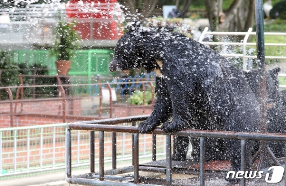 [사진] 찬물로 더위 식히는 반달가슴곰