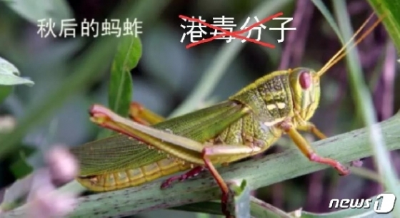 중국 동부전구 육군의 공식 SNS 계정에서 홍콩 시위대를 메뚜기에 비유하는 글이 올라왔다. <출처=인민전선>© 뉴스1