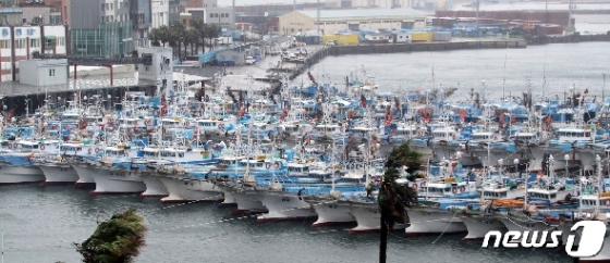 [사진] 태풍 '타파', 피항한 서귀포 선박들