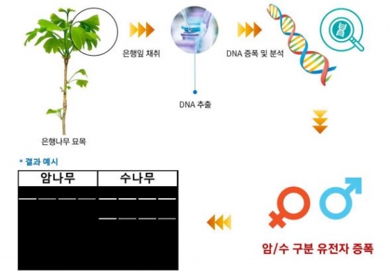 '애그바이오'로 은행나무 암수 구별한다 - 머니투데이 '애그바이오'로 은행나무 암수 구별한다 - 머니투데이