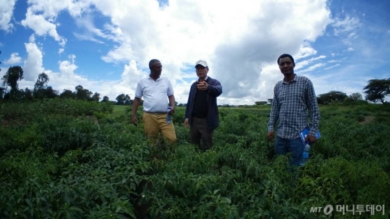 에티오피아 KOPIA센터 배도함 소장이 지난 2일 아디스아바바 인근 시험장에서 EIAR 관계자들과 함께 고추작물 재배상태를 살펴보고 있다./사진=농촌진흥청