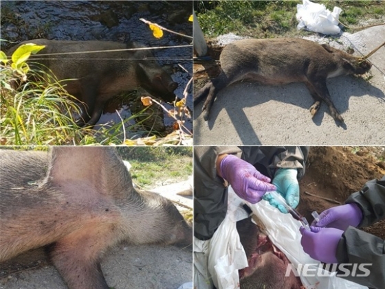 경기도 연천군 왕징면 강서리에서 발견된 멧돼지 폐사체와 폐사체 시료 채취(하단 오른쪽)를 하는 모습./사진=뉴시스, 환경부