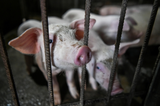 중국 한 농가의 우리에 갇혀 있는 돼지. /사진=AFP