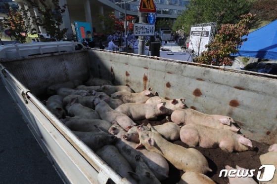 [사진] 농식품부 앞 돼지들