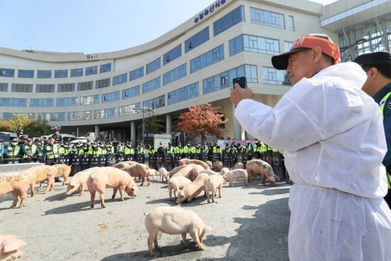  전국음식물사료연합회와 돼지농가 농민들이 21일 오후 정부세종청사 농림축산식품부 앞에서 잔반급여 금지에 대한 대책 마련을 촉구하며 가져온 돼지를 도로에 풀어 놓으며 항의시위를 벌이고 있다. 2019.10.21.  /사진=뉴시스