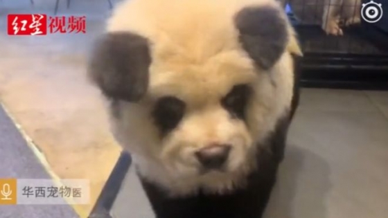 쓰촨성의 애완동물 카페에 있는 팬더와 비슷한 차우차우 강아지/사진=BBC.홍싱뉴스 캡펴
