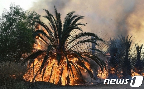 30일(현지시간) 캘리포니아주에서 발생한 대형 산불로 로널드 레이건 대통령 도서관 인근에 있는 나무가 불길에 휩싸여 있다.  © AFP=뉴스1