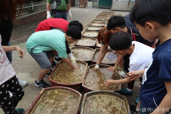 면동초 학생들이 모내기를 하고 있는 모습./사진=서울시 제공