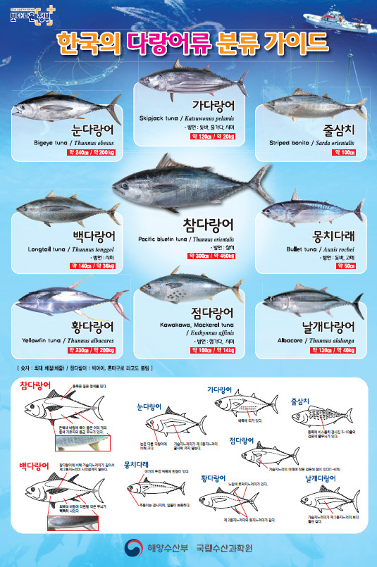 한국의 다랑어류 분류가이드/사진제공=국립수산과학원