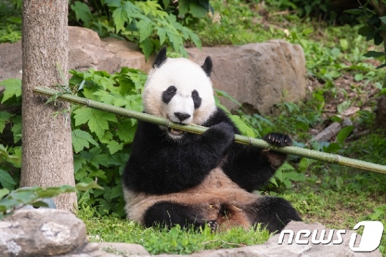중국으로 떠나는 판다 '베이 베이'. (스미스소니언 국립동물원 웹) © 뉴스1