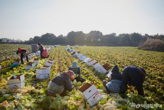 올해 2월 제주 서귀포시 성산읍 한 배추밭에서 지역 농민들이 CJ프레시웨이와 첫 계약재배한 신품종 황금배추를 수확하고 있다./사진=농식품상생협력추진본부