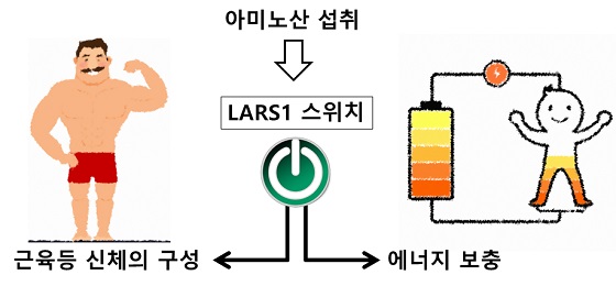 LARS1 효소의 역할<br>
<br>
LARS1은 스위치 기능을 통해 아미노산이 근육 등 신체의 구성 요소로 활용되게 하거나 탄수화물로 전환하여 에너지 수준을 높일 수 있도록 한다/사진=과학기술정보통신부