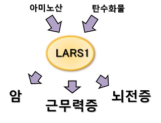 LARS1 효소와 질병 치료제 개발/사진=과학기술정보통신부 <br><br>