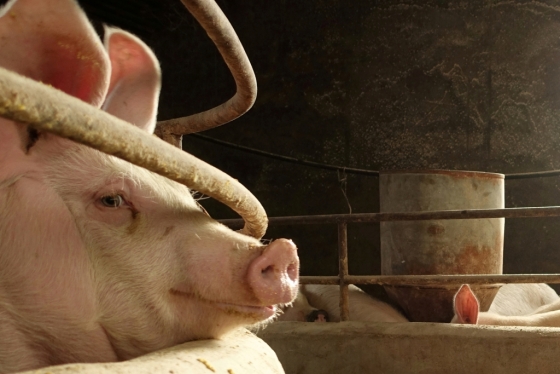 설 연휴를 앞둔 중국에서 돼지고기 공급에 비상이 걸렸다. /사진=로이터