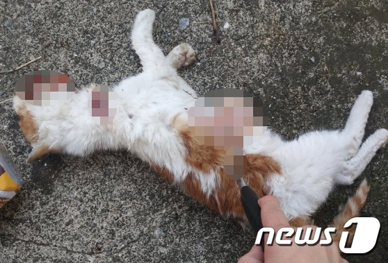[사진] 잔혹하게 살해된 길고양이