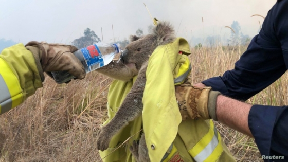 호주 뉴사우스웨일즈 주의 '대형 화재'에서 구출된 코알라가 물을 마시고 있다. /사진 = 로이터