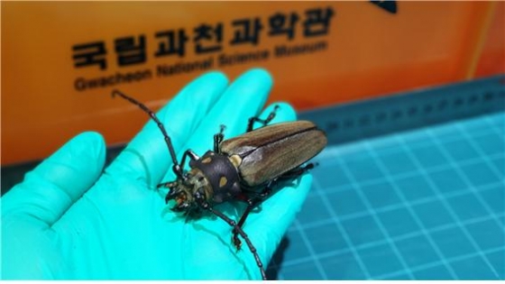 장수하늘소 수컷 어른벌레 모습/사진=과천과학관 