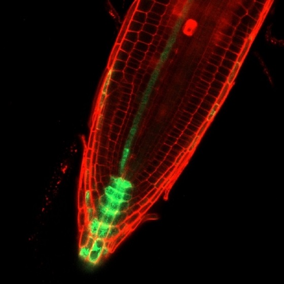 뿌리의 장애물 회피 과정 동안 식물 내부에서 나타나는 옥신을 현미경으로 촬영한 것. 녹색이 옥신, 붉은색이 뿌리 세포/사진=생명연