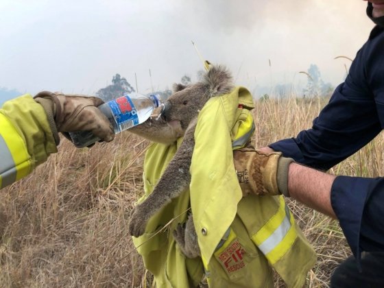 호주 뉴사우스웨일스 화재 현장에서 구출된 한 코알라. /사진=로이터