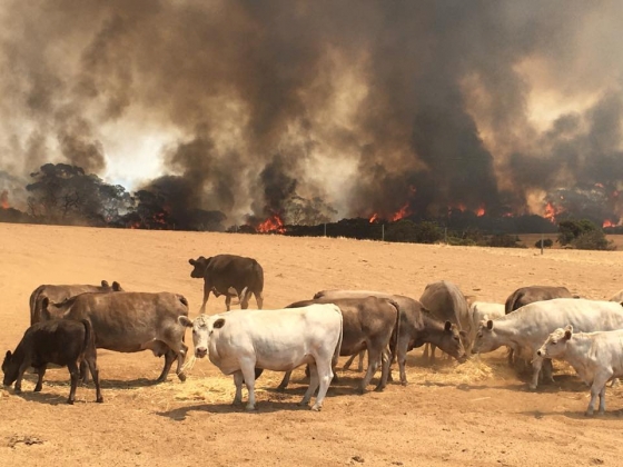 호주 대형 산불에 축산농가 피해가 커지고 있다. /사진=로이터통신. 