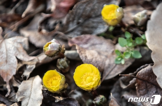 [사진] 홍릉숲에 찾아 온 봄의 전령' 복수초'